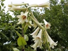 Lis g�ant de l'Himalaya (Cardiocrinum giganteum) : le g�ant des sous-bois � la floraison spectaculaire