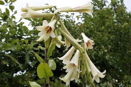 Lis g�ant de l'Himalaya (Cardiocrinum giganteum) : le g�ant des sous-bois � la floraison spectaculaire