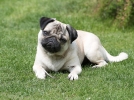 Le Carlin, un chien affectueux et joueur