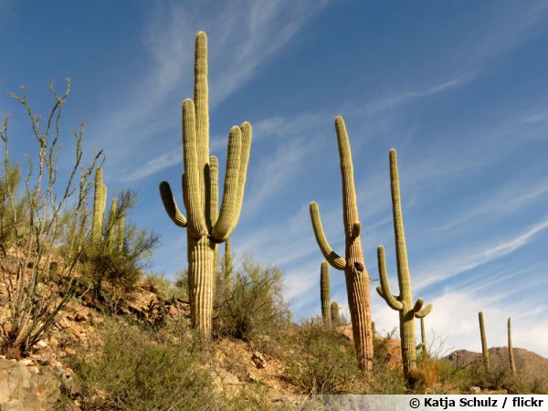 Carnegiea gigantea plus connu sous le nom de 'Saguaro' est LE cactus des westerns !