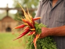 Bien choisir ses varits de carottes