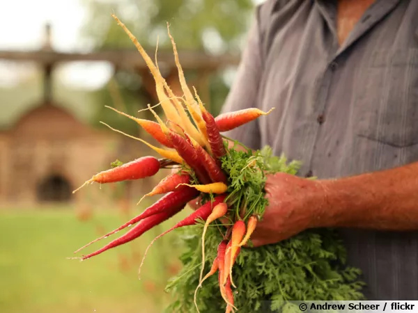 Bien choisir ses varits de carottes...