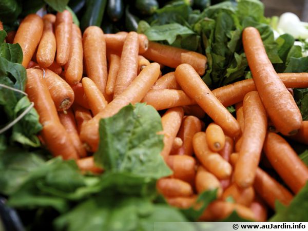 Une récolte de carottes...