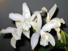 10 orchides parfumes