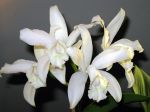 10 orchidées parfumées