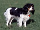 Cavalier King Charles