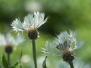 Centaure de Fischer, Centaure blanche, Centaurea fischeri