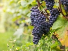 Le pinot noir, un cpage trs ancien