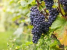 Le pinot noir, un c�page tr�s ancien