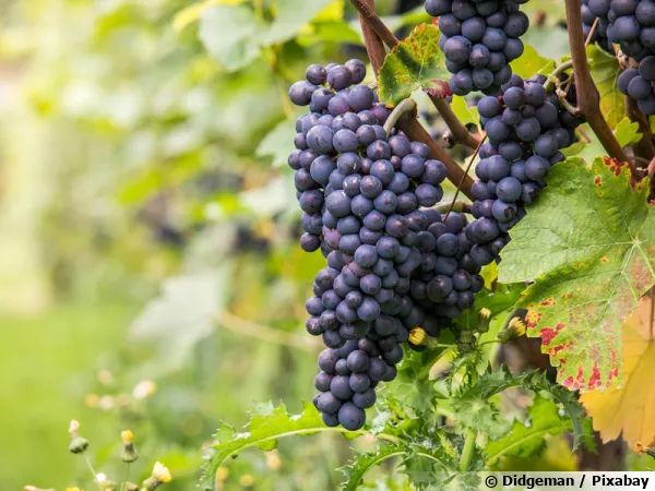 Le pinot noir, un cépage très ancien
