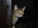 Le chat, ce prdateur