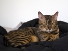 Le Bengal, un chat au look de lopard