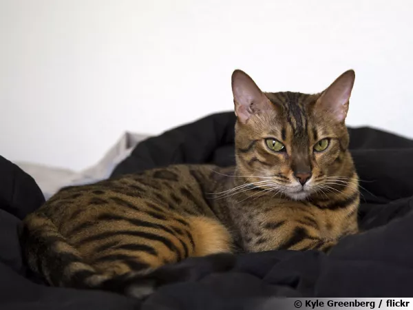 Le Bengal, un look de lopard
