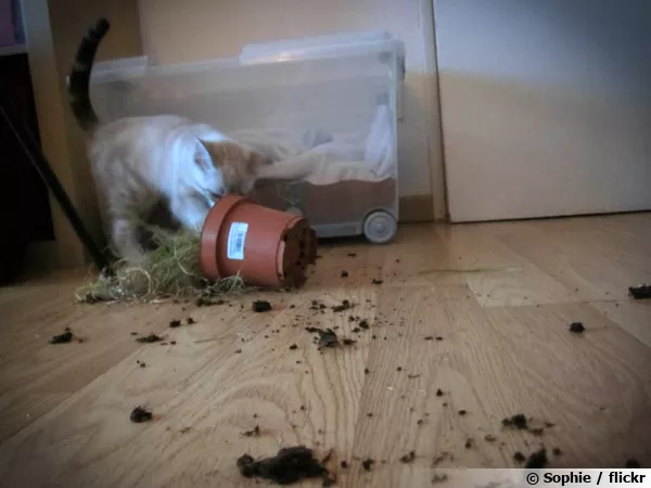 Un chat pris en flagrant délit de bêtises....