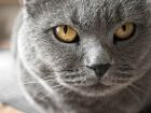 Le Chartreux, le chat par excellence