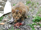 Comment limiter la prdation du chat?