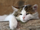 La mauvaise haleine chez le chat