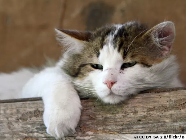 Mode repos pour ce chat mais quid de son haleine ?