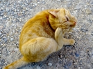 Traiter et prvenir les puces et les tiques sur le chat