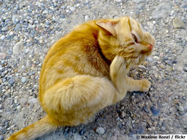 Un chat qui se gratte frquemment a peut-tre des tiques ou des puces