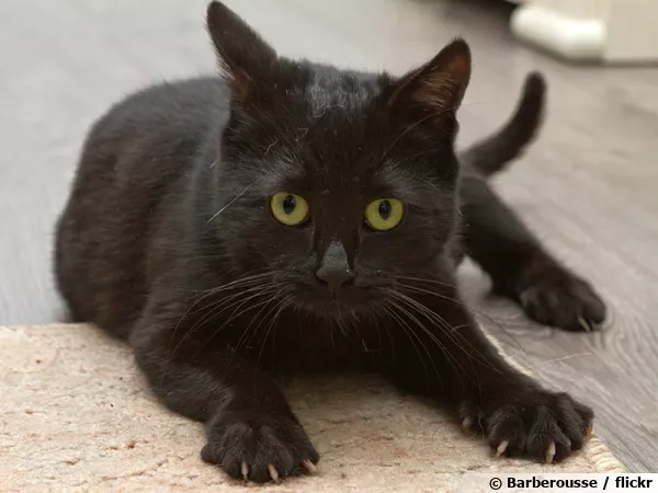 Le chat et ses griffes