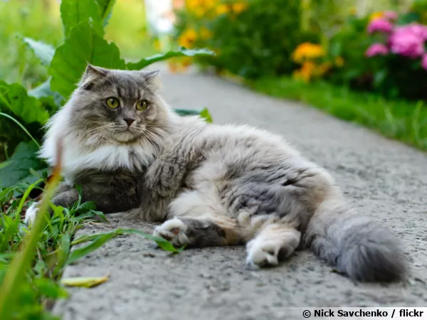 La belle au jardin du chat...