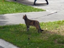 Habituer son chat � la laisse