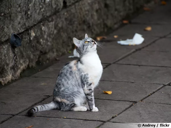 Le chat châsse les oiseaux par nature