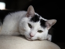 Comment rcompenser son chat?