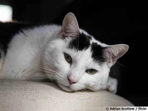 Un chat paisible...