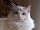 Le Ragdoll, un chat idal pour la famille 