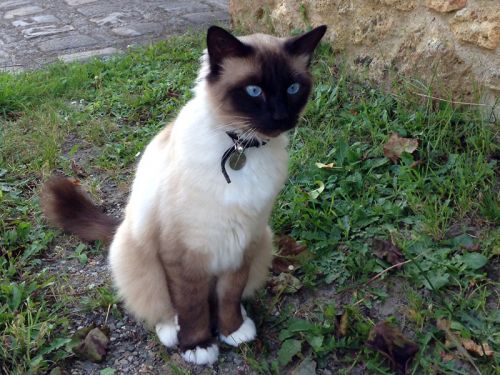 Le Siamois Un Chat Unique