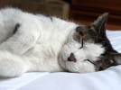 Un chat heureux