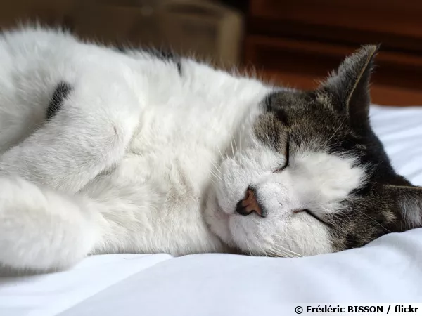 Un chat qui dort... bien heureux