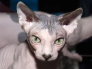 Le sphynx : origine, caract�re et secrets de ce chat sans poils au temp�rament exceptionnel