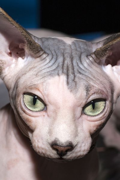 Chat Sphynx