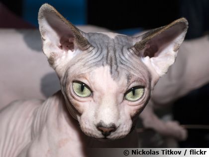 Le sphynx : origine, caract�re et secrets de ce chat sans poils au temp�rament exceptionnel