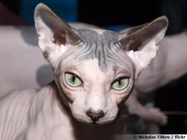 Le Sphynx, un chat étonnant et fascinant