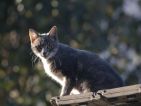 Le chat du voisin se trouvait sur le toit d'un cabanon et était craintif. Canon 450D, 200 mm Canon L, f 2,8 vitesse 1/160, 100 ISO