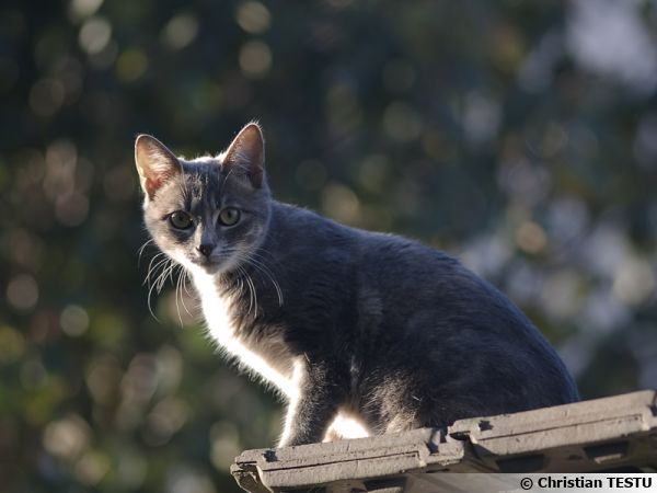 Comment Photographier Son Chat