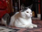 Le chat de ma fille Tango était occupé à regarder le mien. C’est plus facile pour le photographier, son attention étant occupée ailleurs. La prise de vue à hauteur d’animal (ici à plat ventre, oui dés fois faut oser !) facilite l’approche de l’animal et le met plus en valeur. Le chat de ma fille Tango était occupé à regarder le mien. C’est plus facile pour le photographier, son attention étant occupée ailleurs. La prise de vue à hauteur d’animal (ici à plat ventre, oui dés fois faut oser !) facilite l’approche de l’animal et le met plus en valeur.