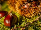 Quelle est la diffrence entre marron et chtaigne?