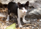 Traiter et prvenir les vers du chat