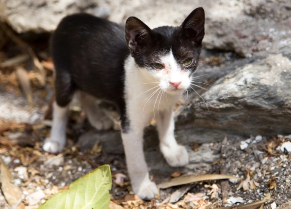 Les chatons sont plus vulnérables aux vers du chat, traitez-les rapidement surtout s'ils sortent à l'extérieur