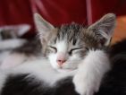 On peut s'approcher près d'un chaton endormi. Canon 60D, 28-80 Canon L , f 3,5 vitesse 1/20, 50mm. 400 ISO