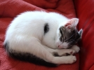 Mieux comprendre son chat