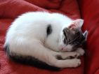 Les chatons s'endorment vite. Canon 60D, 17-50 tamron, f 2,8 vitesse 1/13, 400 ISO