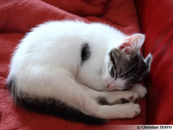 Un chaton en plein repos
