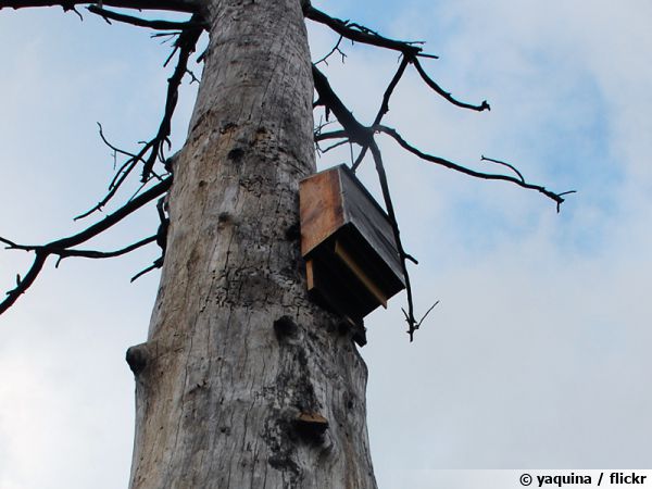 Un abri pour chauve-souris loin des prédateurs