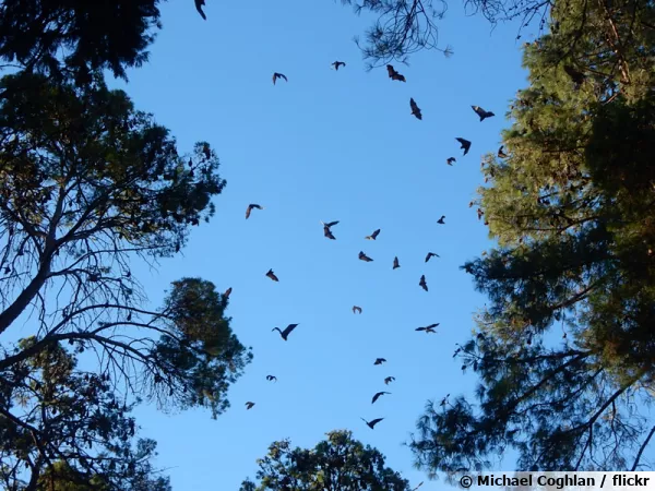 Chauve-souris en chasse aux moustiques et autres insectes à la tombée de la nuit